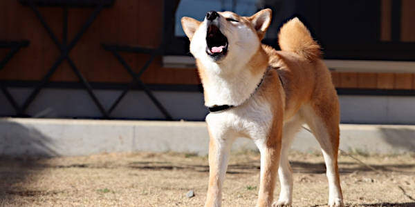 犬の無駄吠えを止めさせる方法 コツとポイントを解説します