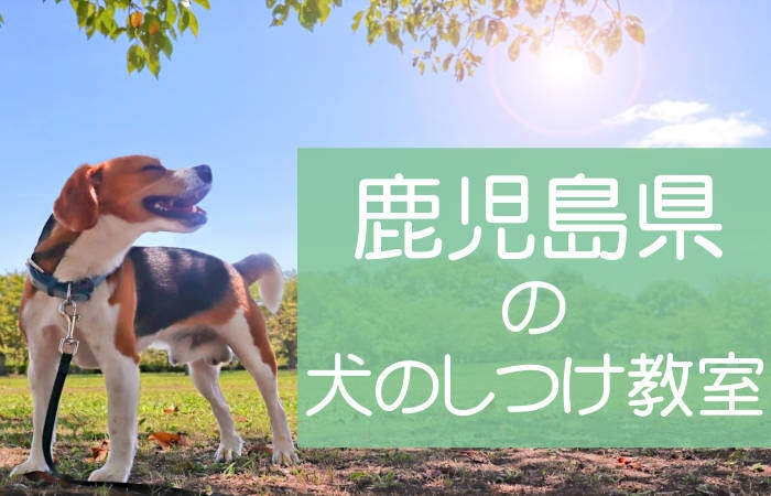 鹿児島県の犬のしつけ教室｜おすすめのドッグスクールはココです！