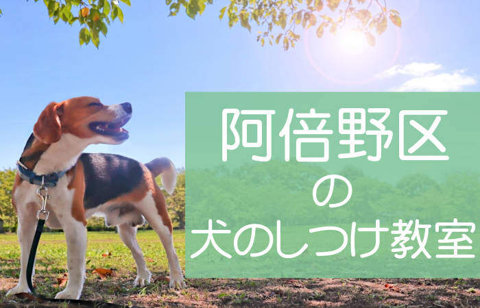 大阪市阿倍野区の犬のしつけ教室 おすすめのドッグスクールはココです