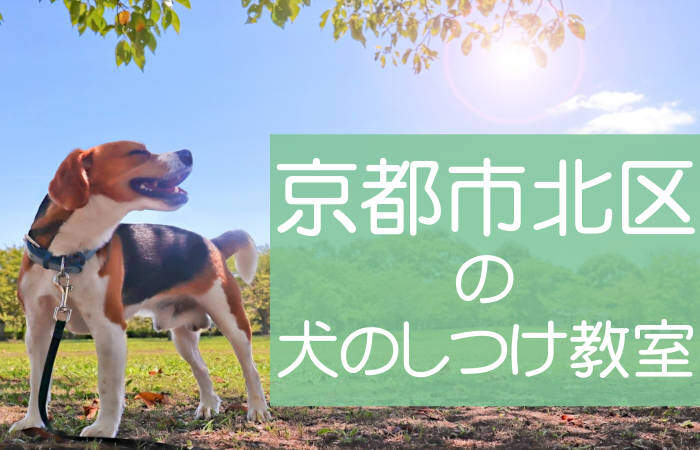 京都市北区の犬のしつけ教室 おすすめのドッグスクールはココです