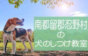 南都留郡忍野村の犬のしつけ教室｜おすすめのドッグスクールはココです！